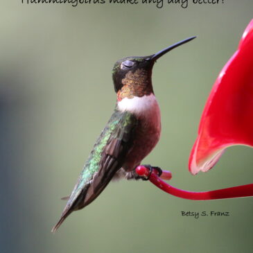 Attracting hummingbirds in Florida